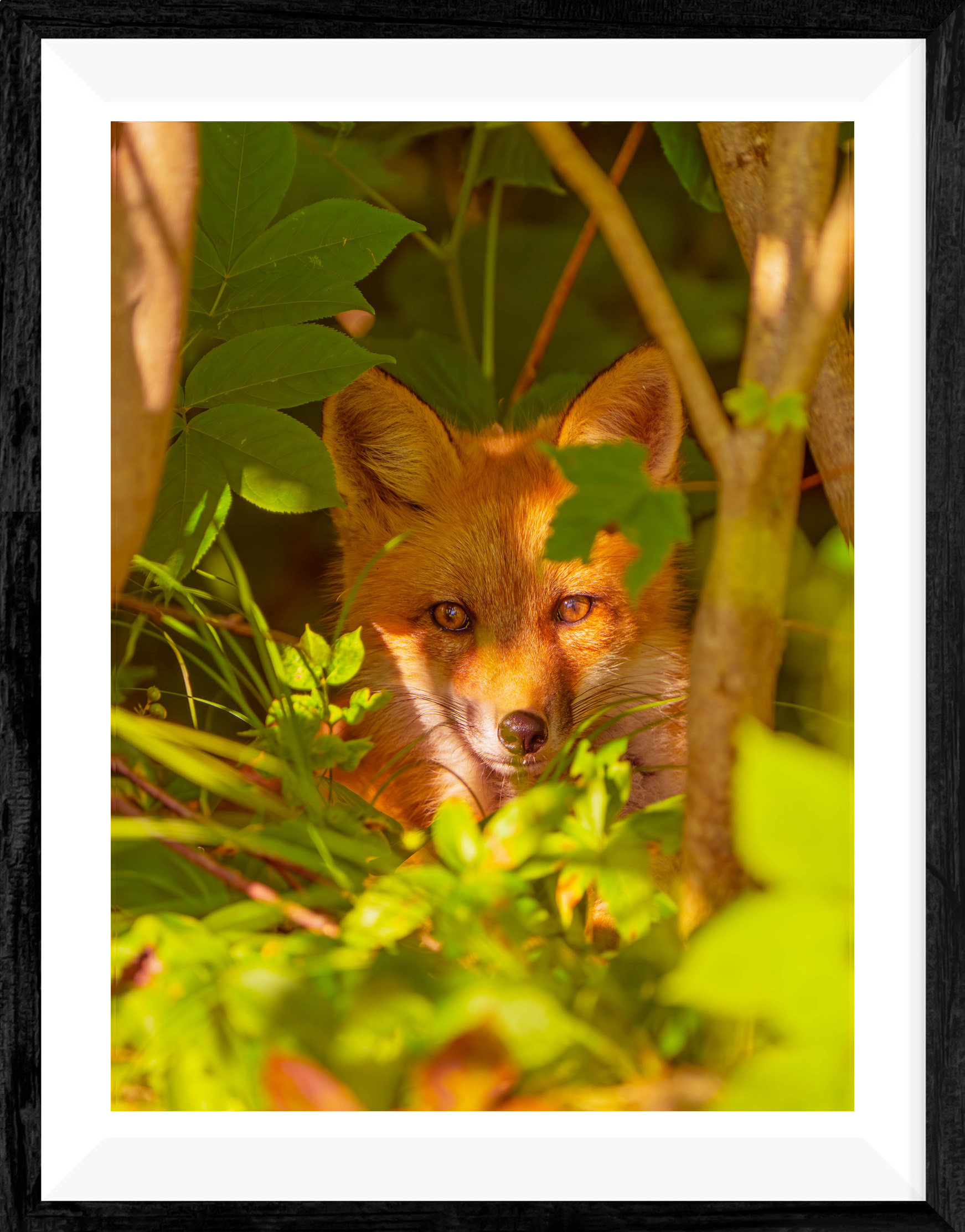 products//the-watcher-in-the-leaves-red-fox-portrait-limited-edition-fine-art-print-1753560120.jpg