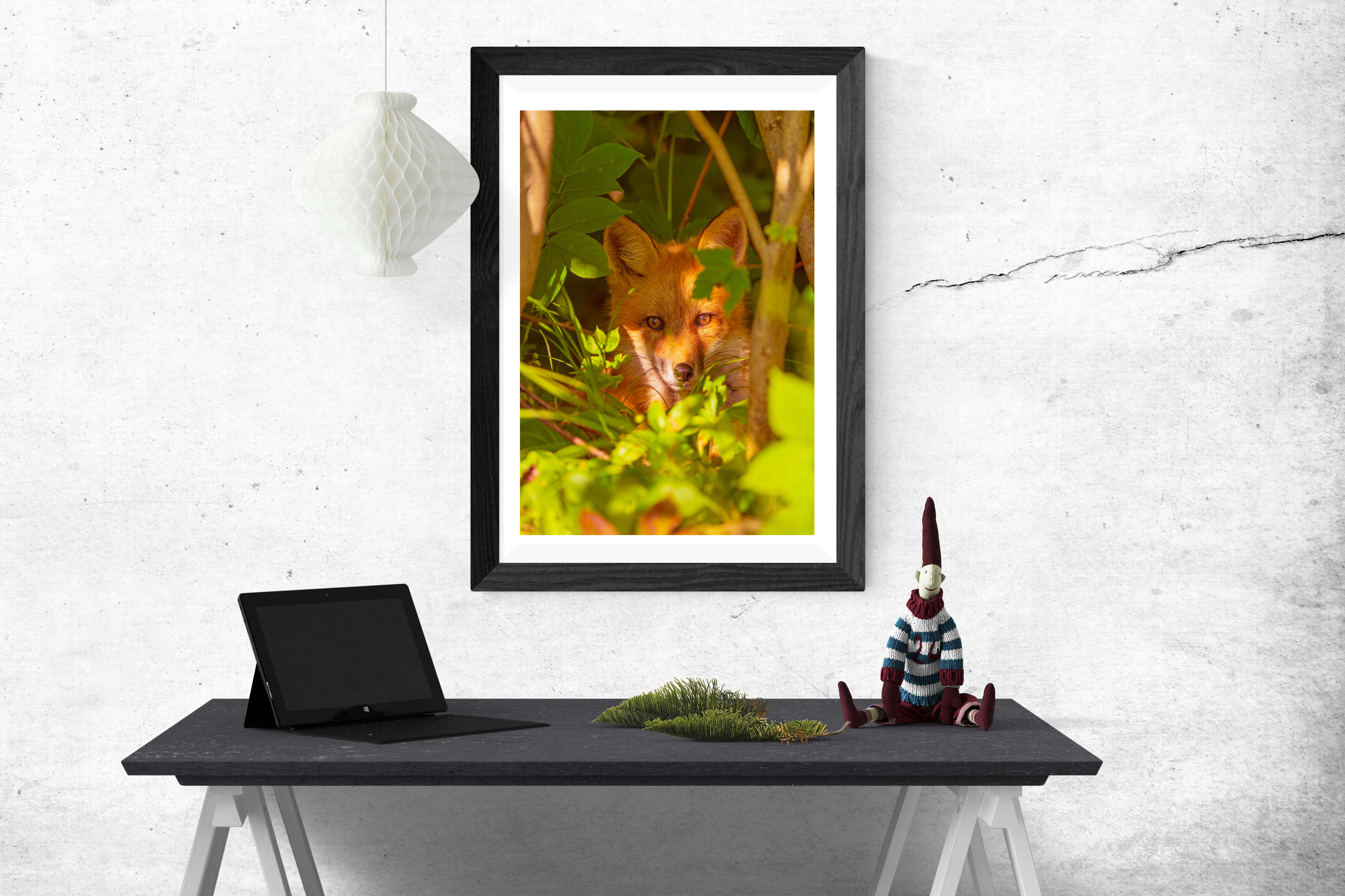 “THE WATCHER IN THE LEAVES” 🦊 | Red Fox Portrait | 🍃 LIMITED EDITION FINE ART PRINT